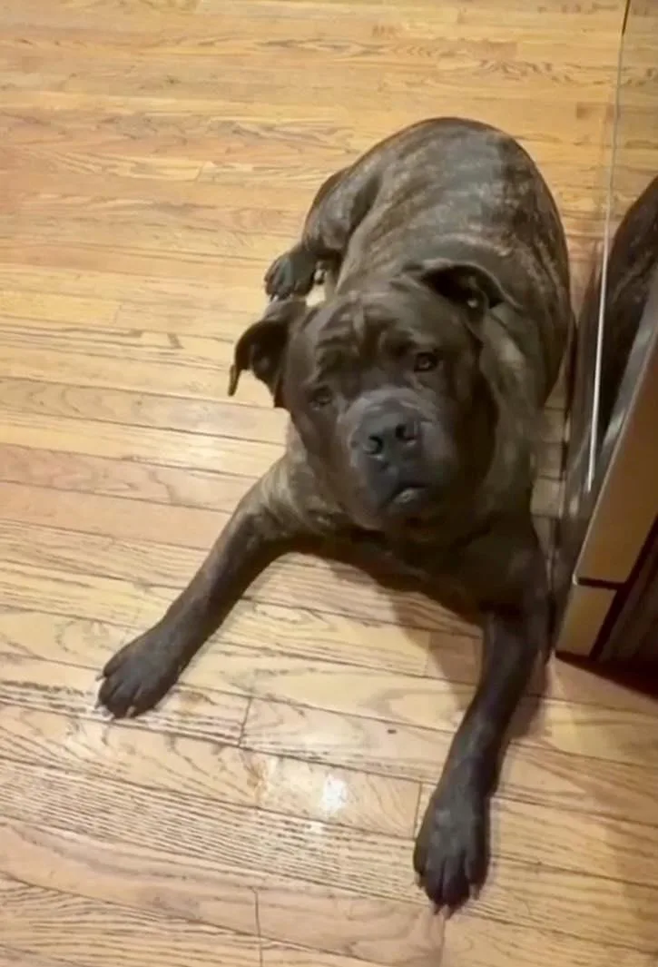An adult large-sized female Bicolor Bullmastiff dog named Roxie for adoption in Xenia, OH