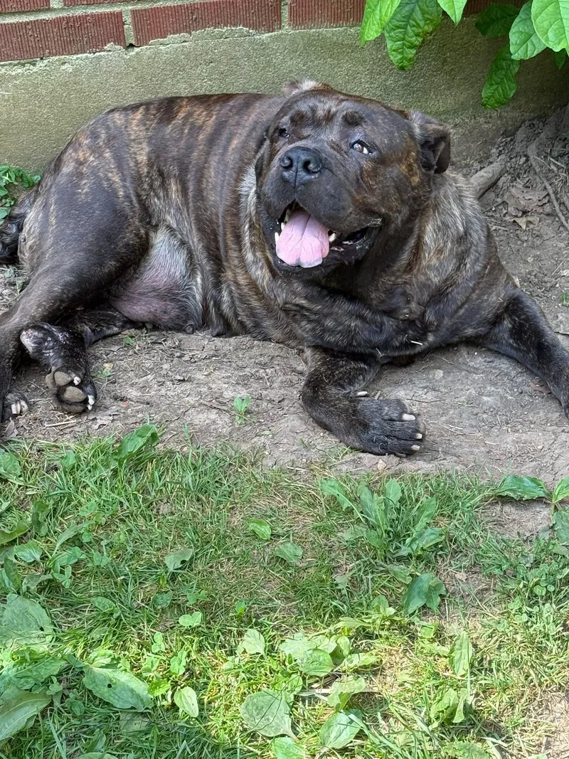 Roxie thumbnail 2