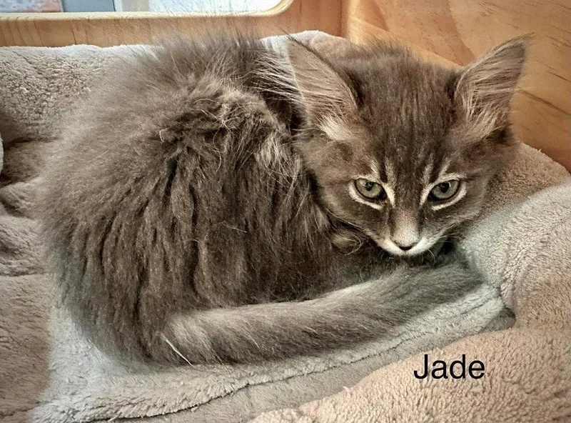 Jade