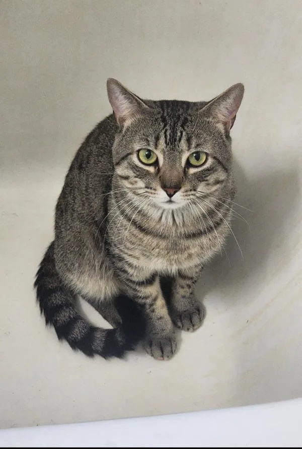 A young medium-sized male Domestic Short Hair cat named Bruce for adoption in Staten Island, NY