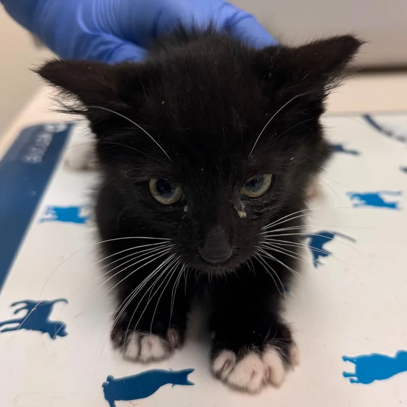 A baby small-sized male Black Domestic Short Hair cat named Prune for adoption in Lynchburg, VA