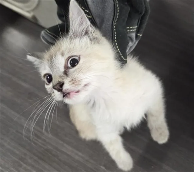A baby small-sized female Siamese cat named Calamaine for adoption in Casper, WY