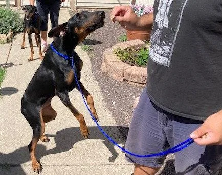 A young medium-sized female Doberman Pinscher dog named Dozer for adoption in Omaha, NE