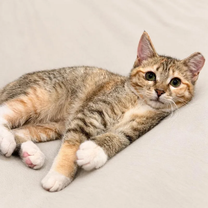 A baby medium-sized female Tabby (Buff / Tan / Fawn) Domestic Short Hair cat named Clinda for adoption in Tucker, GA
