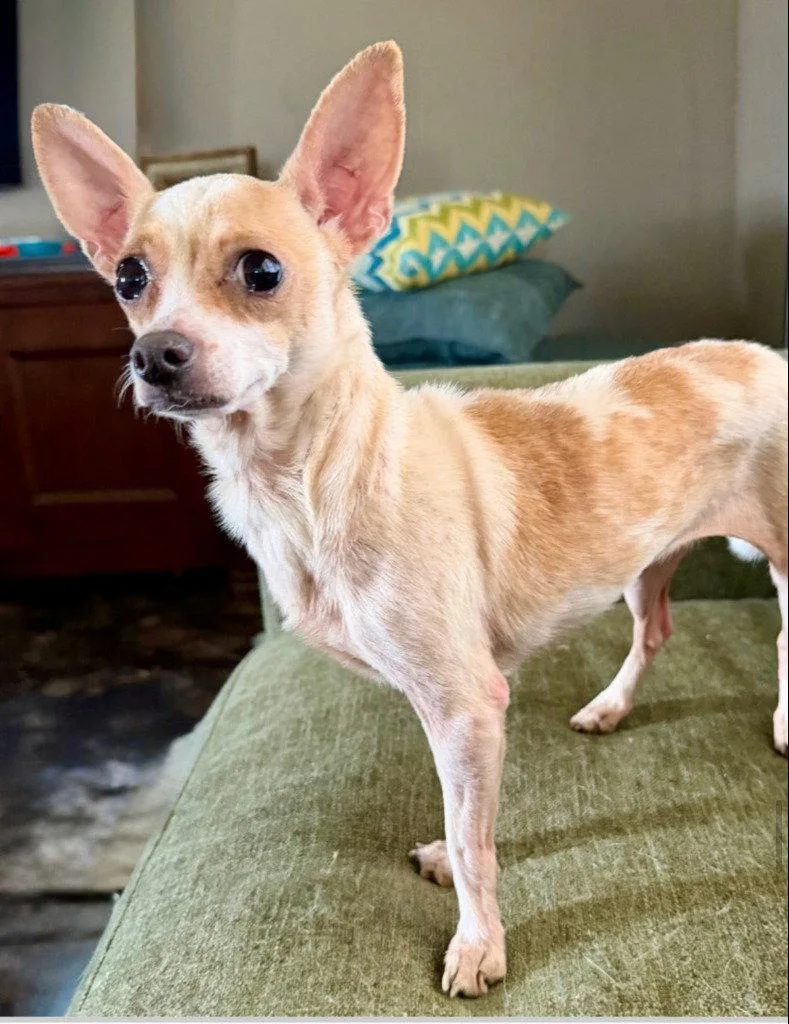 An adult small-sized female Chihuahua dog named Lilly for adoption in Bloomfield, CT