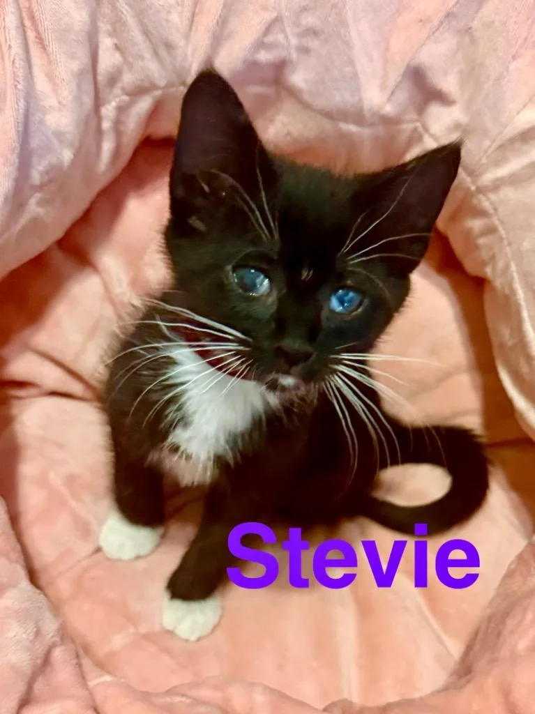 Stevie thumbnail 2