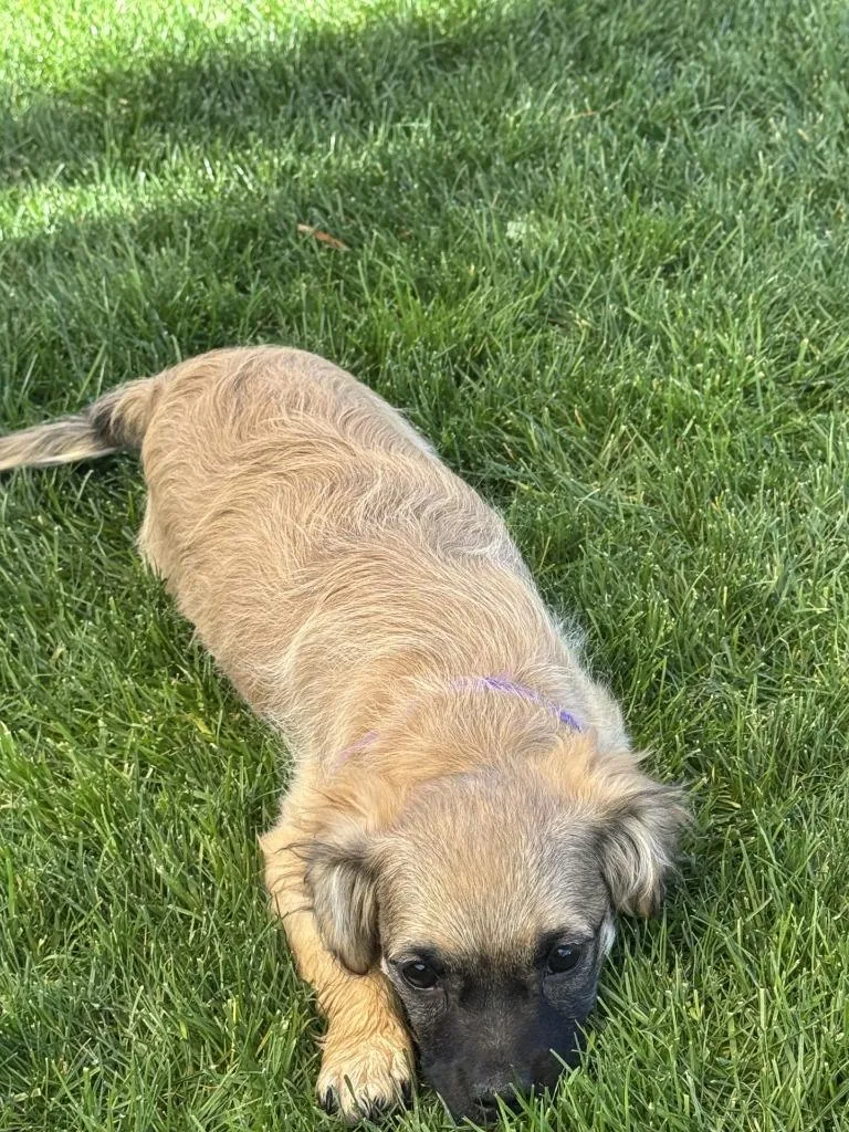 Rapunzel thumbnail 2