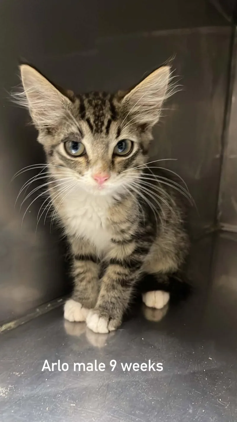 A baby medium-sized male Tabby (Brown / Chocolate) Domestic Short Hair cat named Arlo for adoption in Fort Payne, AL