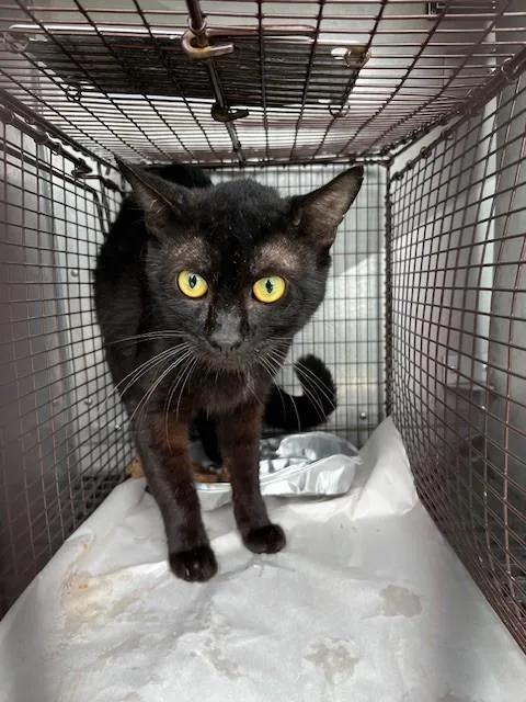 A young medium-sized male Domestic Short Hair cat named Angel for adoption in Miami, FL
