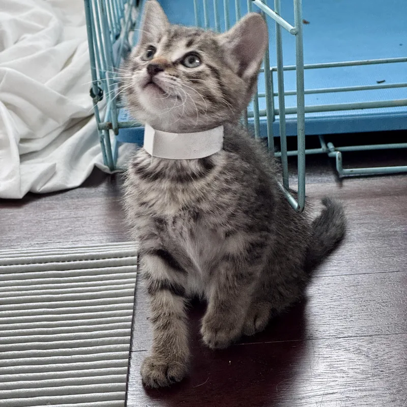 A baby medium-sized male Tabby (Brown / Chocolate) Domestic Short Hair cat named Ziggy for adoption in Santa Ana, CA