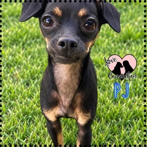 A baby small-sized male Black Chihuahua dog named Pj for adoption in Gilbert, AZ