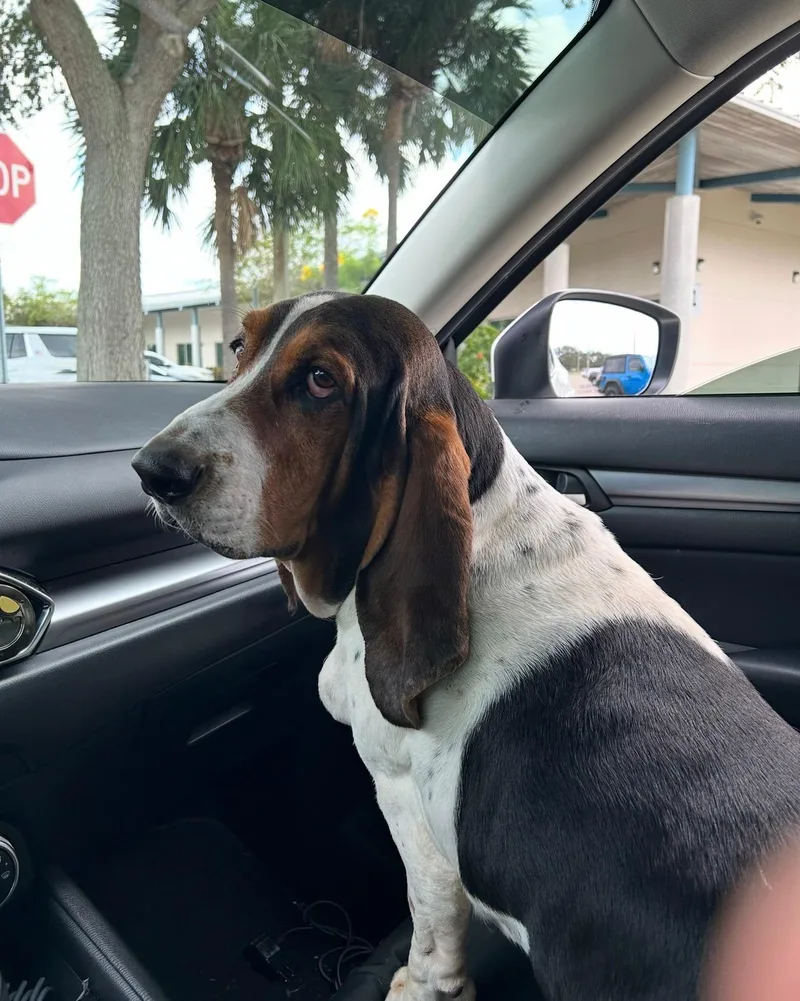 An adult medium-sized male Tricolor (Brown, Black, & White) Basset Hound dog named Murphy for adoption in Auburndale, FL