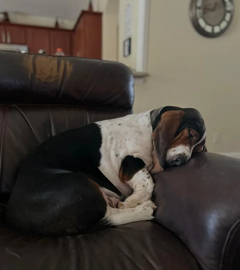 Murphy thumbnail 3