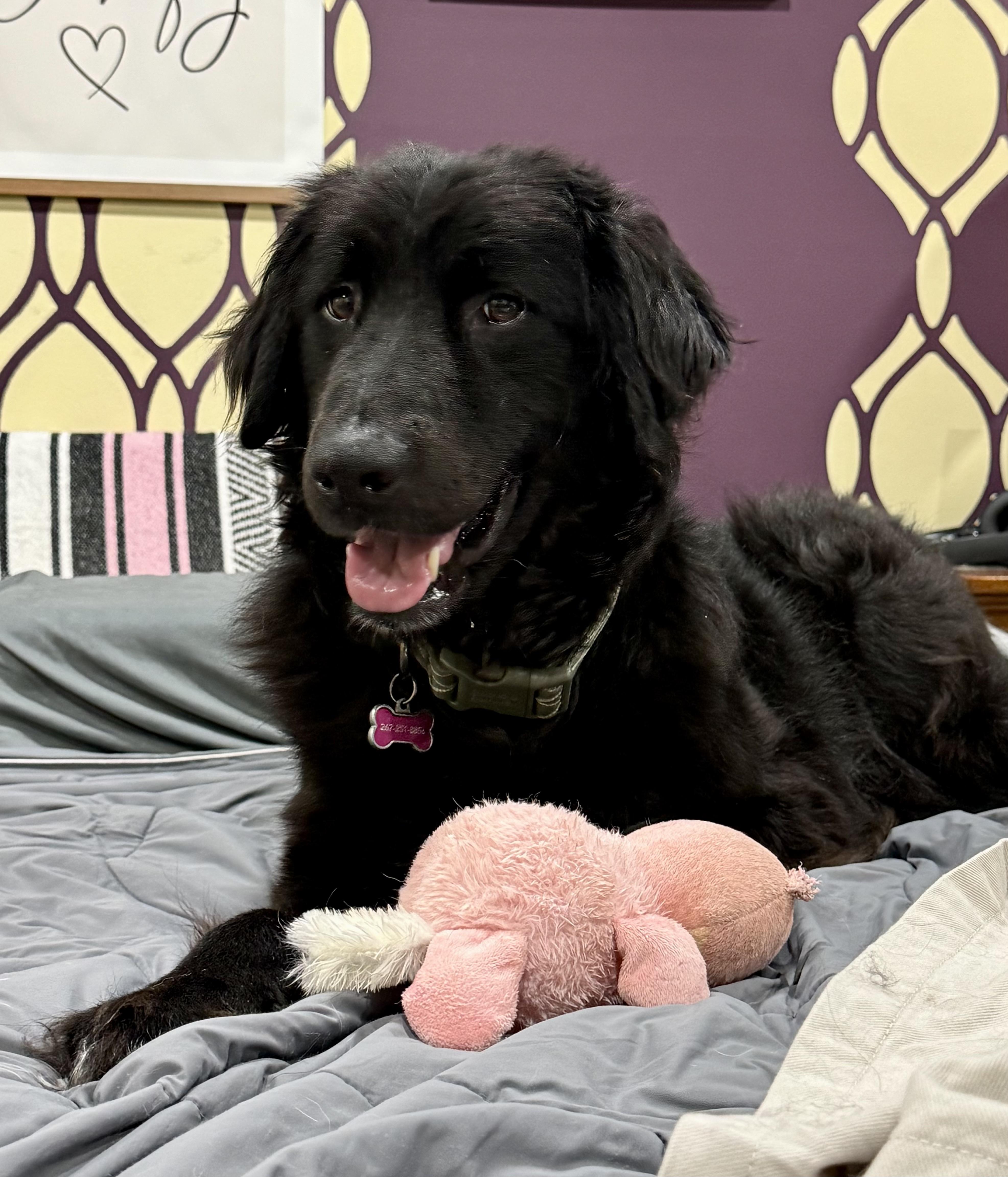 An adult large-sized male Flat-Coated Retriever dog named Harvey for adoption in Media, PA