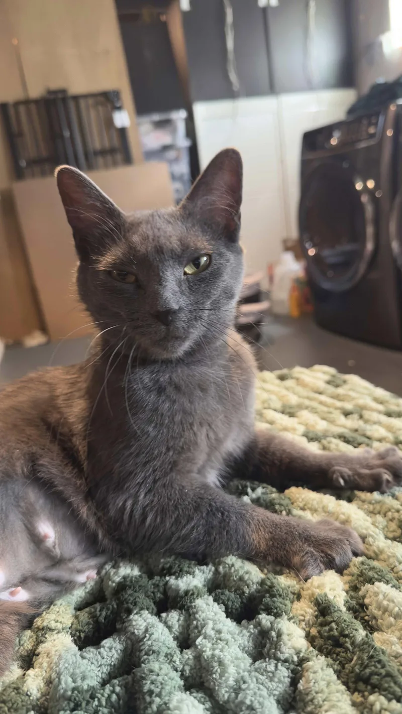 A young small-sized female Gray / Blue / Silver Russian Blue cat named Gaia for adoption in Cincinnati, OH