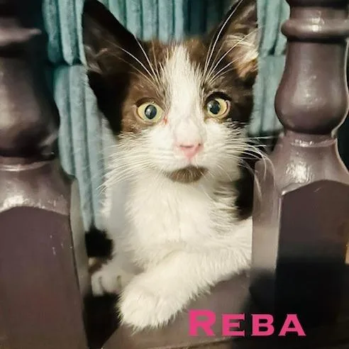 Reba thumbnail 3