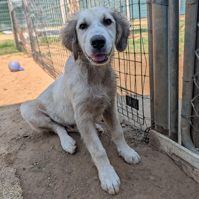 A baby large-sized male White / Cream Great Pyrenees dog named Maverick for adoption in Tishomingo, OK