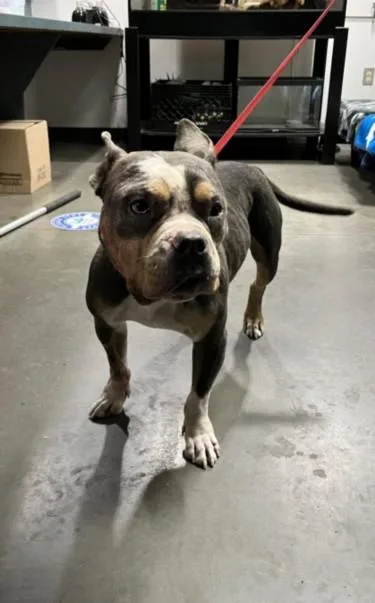 An adult medium-sized male Pit Bull Terrier dog named Tucker for adoption in Chatsworth, CA