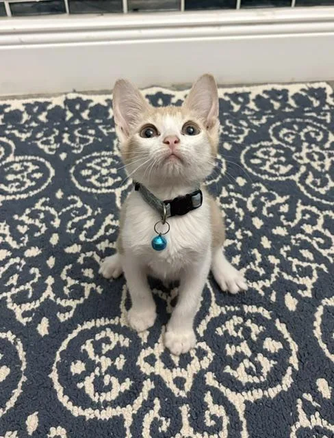 A baby small-sized male Buff / Tan / Fawn American Shorthair cat named Bruiser for adoption in Maitland, FL
