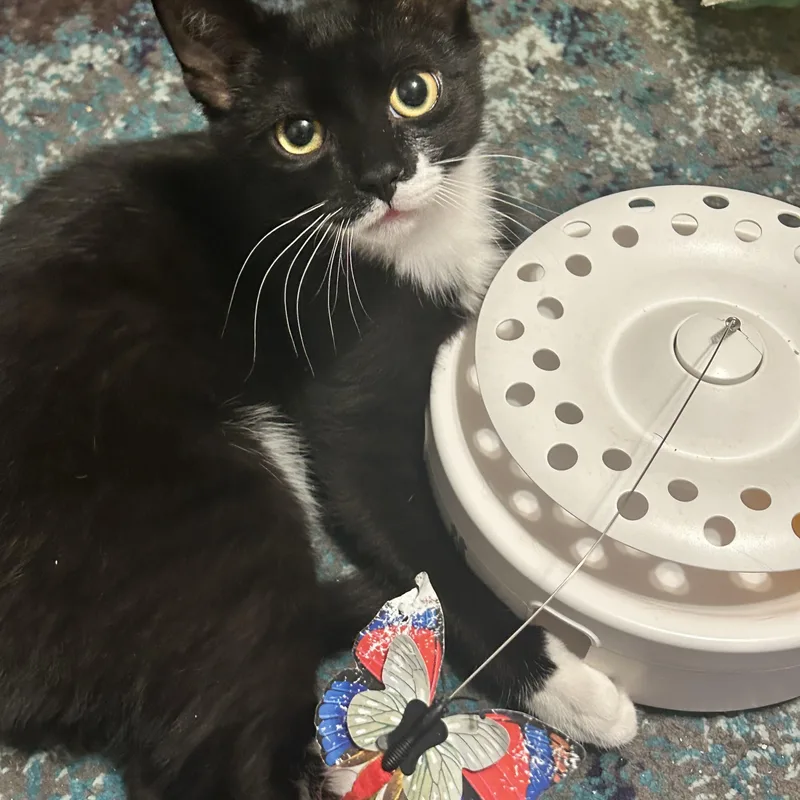 Catman & Cindy Clawford thumbnail 2