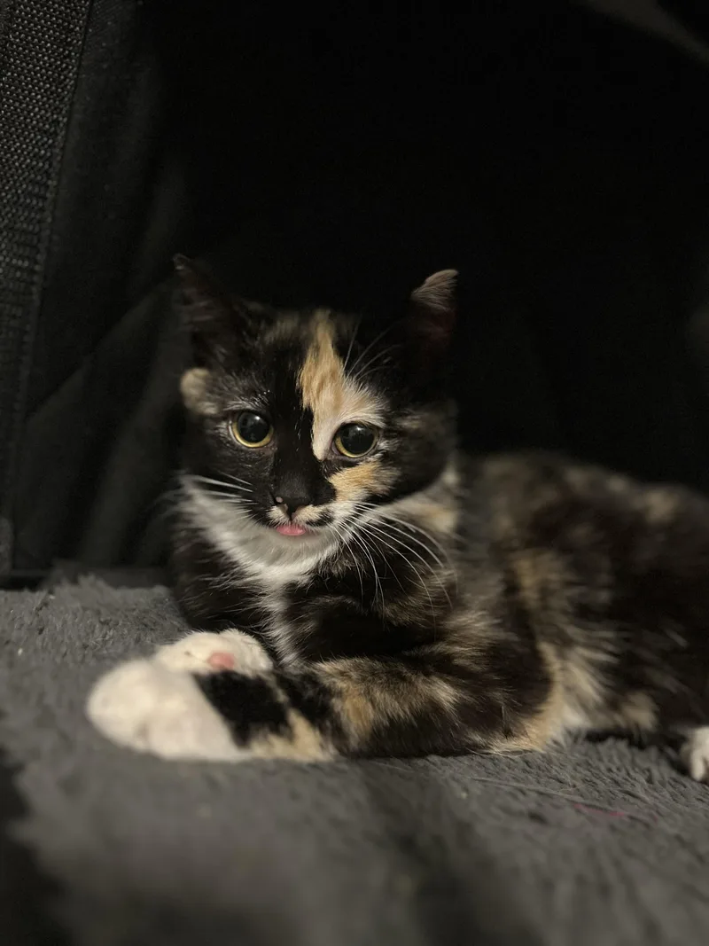 Catman & Cindy Clawford thumbnail 3