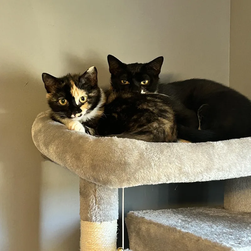 A baby small-sized female Black & White / Tuxedo Calico cat named Catman & Cindy Clawford for adoption in Canton, MA