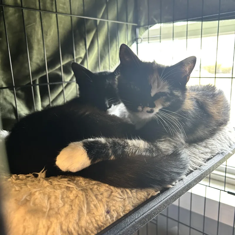 Catman & Cindy Clawford thumbnail 4