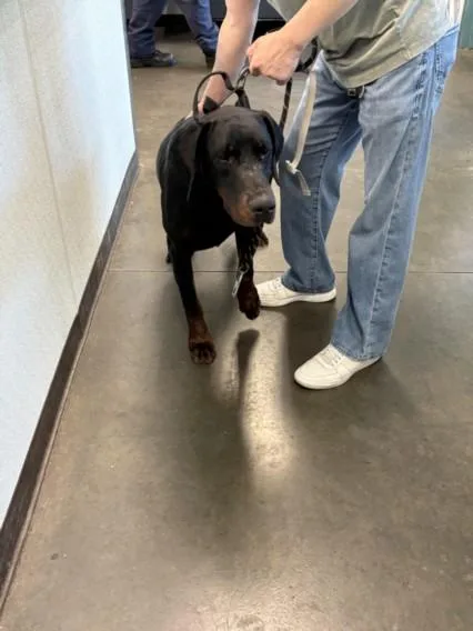 A young large-sized male Doberman Pinscher dog named Max for adoption in Chatsworth, CA