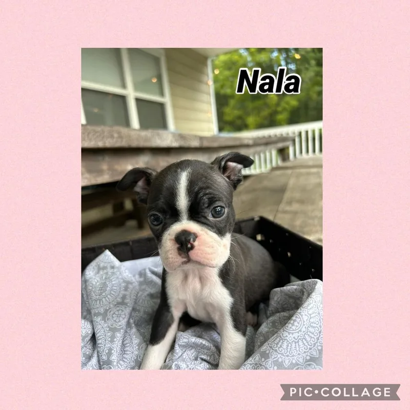 Nala S.