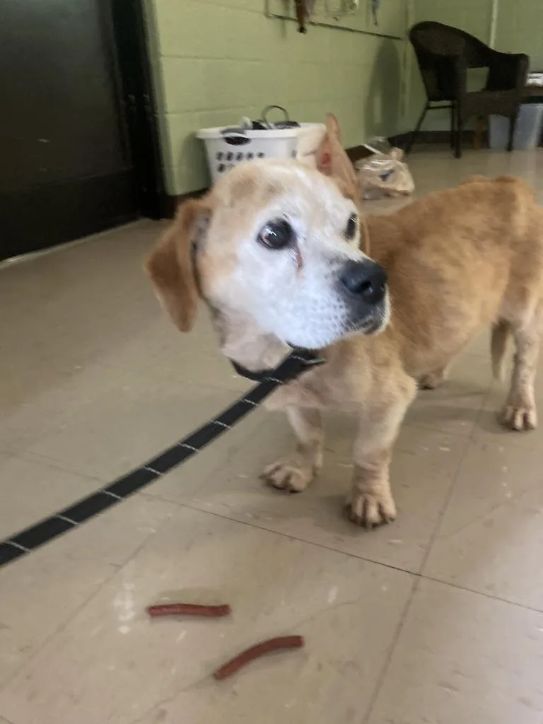A senior medium-sized male Beagle dog named Ulrich for adoption in Burnsville, NC