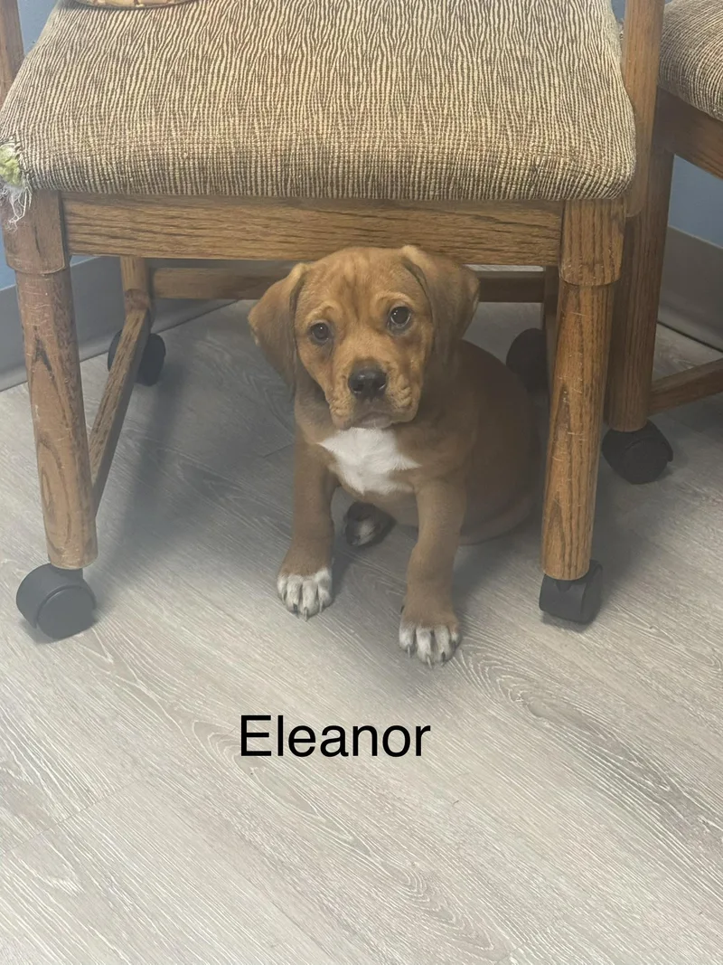 A baby medium-sized female Golden Coonhound dog named Eleanor for adoption in Ulster, PA