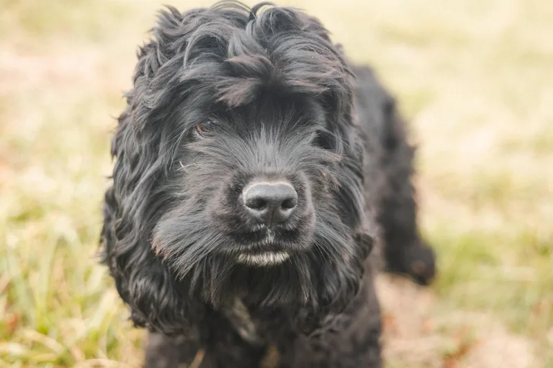 Fitz  Transport thumbnail 5