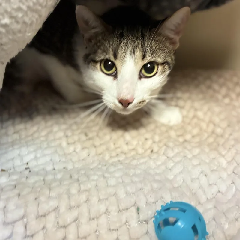 An adult large-sized male White American Shorthair cat named Apollo for adoption in South Elgin, IL