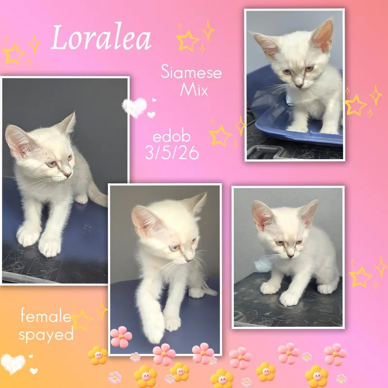A baby medium-sized female Flame Point Siamese cat named Loralea Ort for adoption in Missouri City, TX