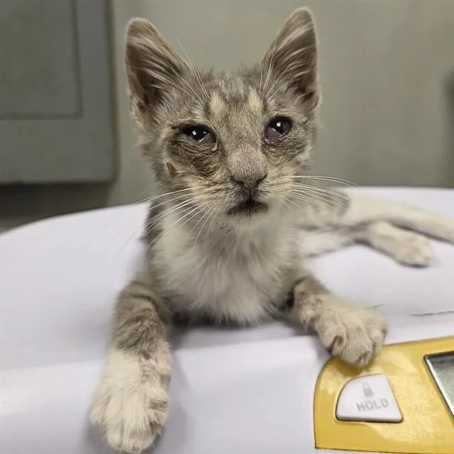 A baby small-sized female Domestic Short Hair cat named Haze for adoption in Ontario, CA
