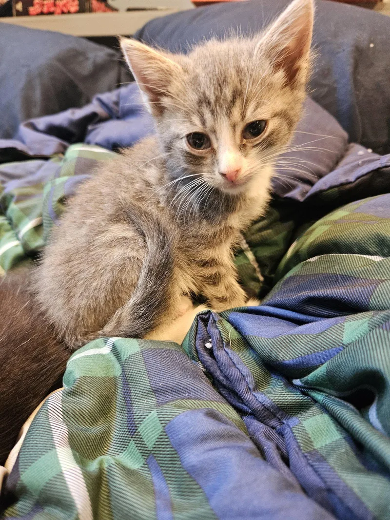 A baby medium-sized female Domestic Short Hair cat named Yogi for adoption in Holbrook, NY