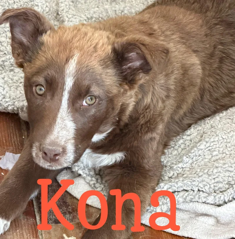 A young small-sized female Australian Cattle Dog / Blue Heeler dog named CoffeeSistersKona for adoption in Hardin, MT