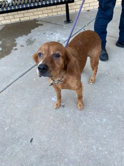 An adult medium-sized female Golden Retriever dog named Poppy for adoption in Winfield, KS