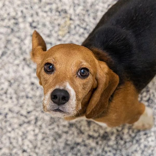 An adult small-sized male Beagle dog named Cosimo for adoption in Des Moines, IA