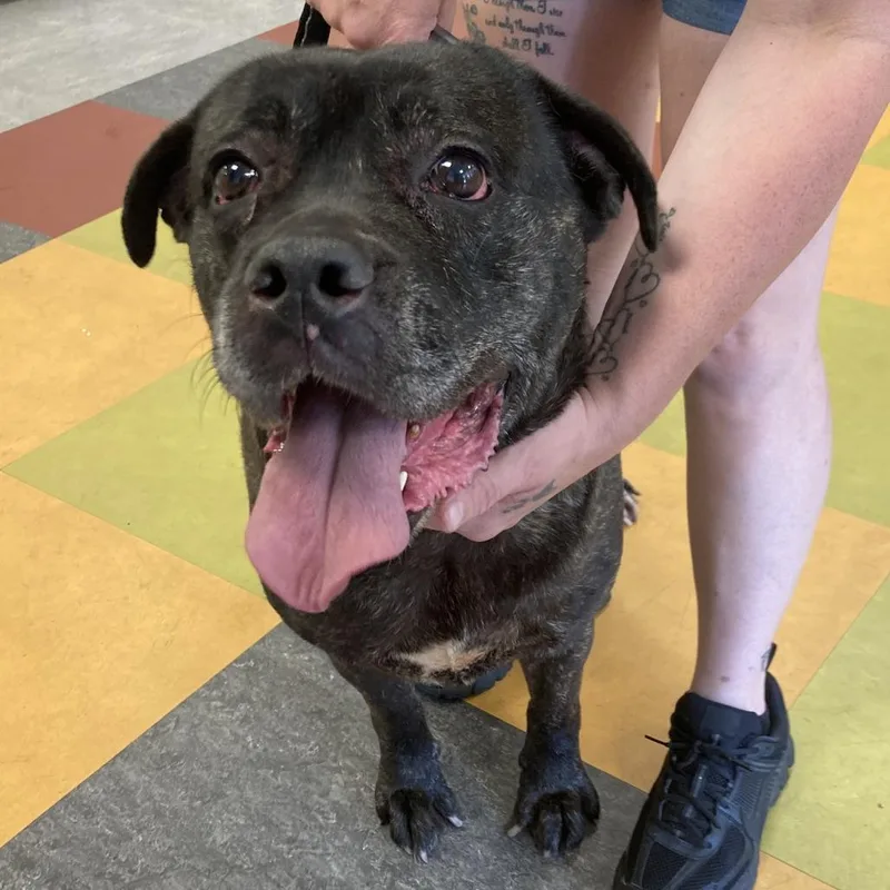 A senior large-sized female Black Mixed Breed dog named Ruby for adoption in Philadelphia, PA