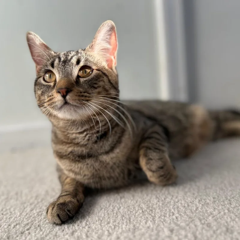 Georgina thumbnail 3