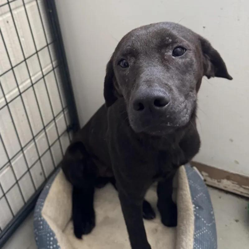 A young medium-sized male Black Labrador Retriever dog named Ash for adoption in Smithfield, NC