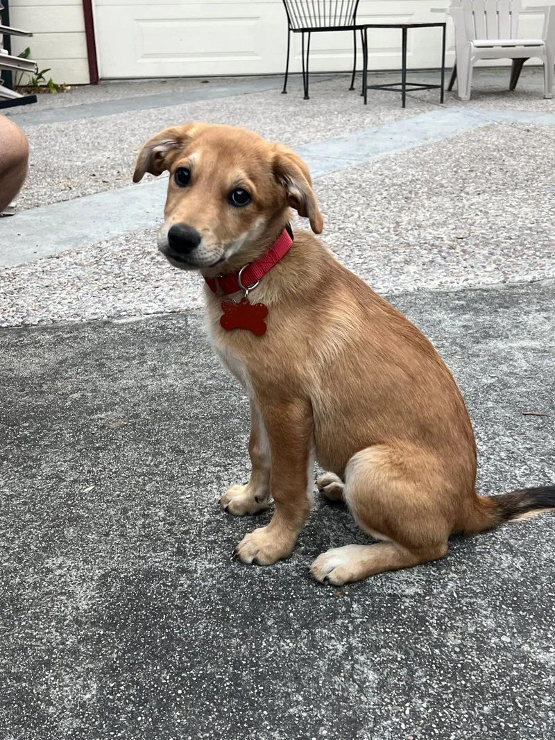 A young medium-sized female Labrador Retriever dog named Asia for adoption in Sunnyvale, CA