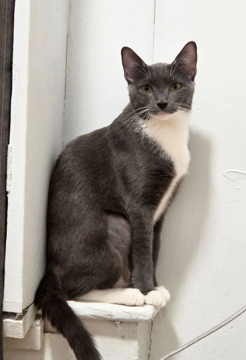 Peanut Butter thumbnail 2