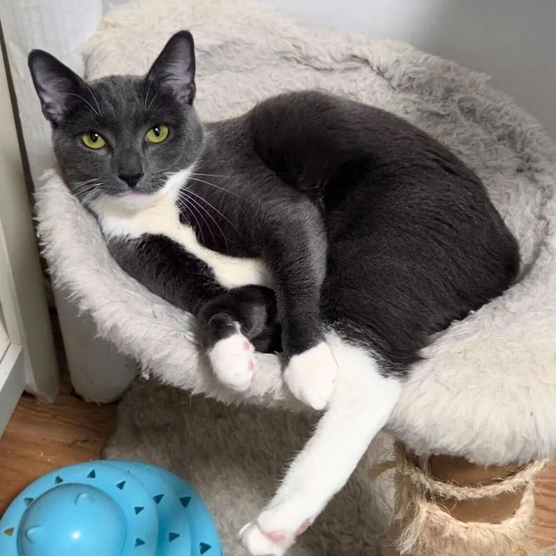 Peanut Butter thumbnail 3