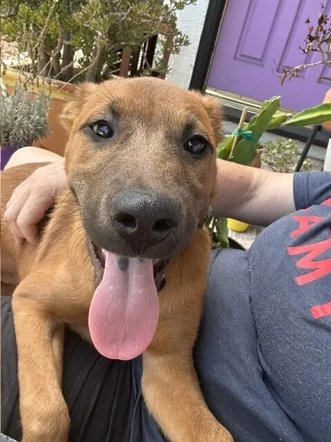 A baby large-sized male Brown / Chocolate Shepherd dog named Parker for adoption in Van Nuys, CA