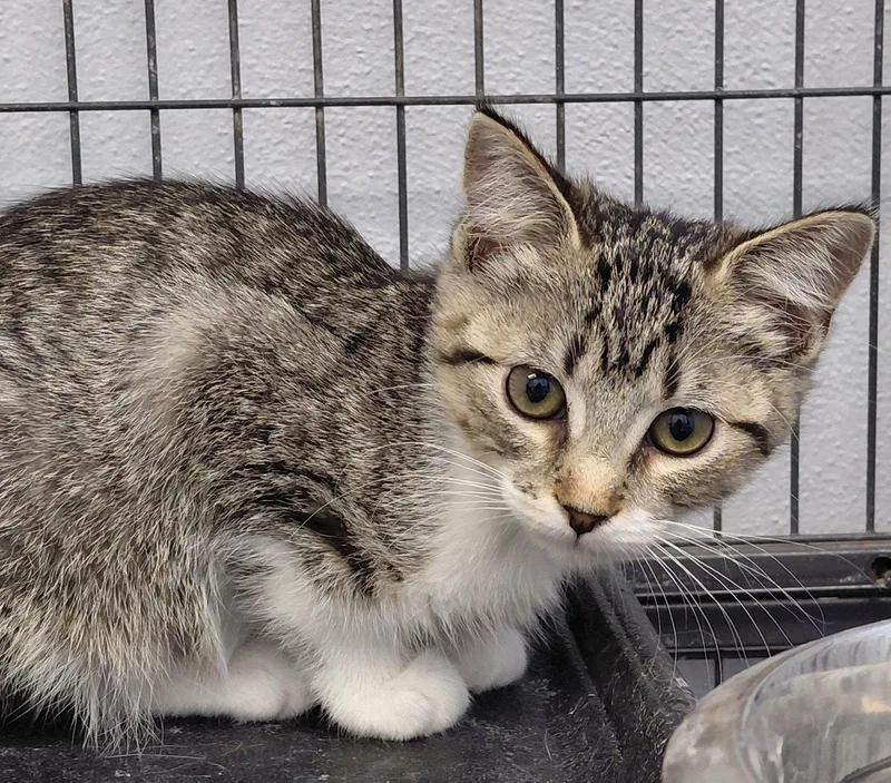 A baby medium-sized female Domestic Short Hair cat named Bindi for adoption in Montello, WI