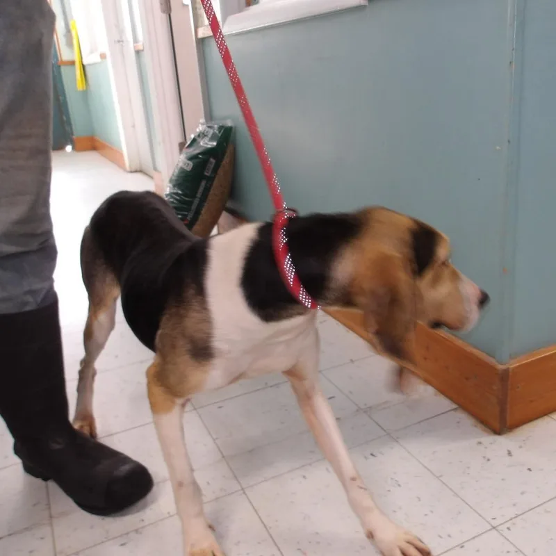An adult medium-sized female Black Hound dog named Zoey for adoption in Marble, NC