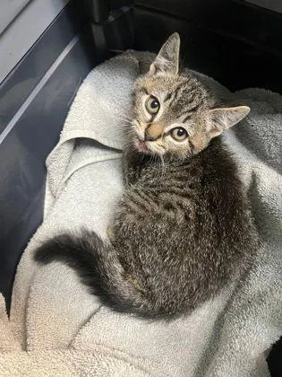 A young small-sized male Domestic Short Hair cat named Felix for adoption in Williamsport, PA
