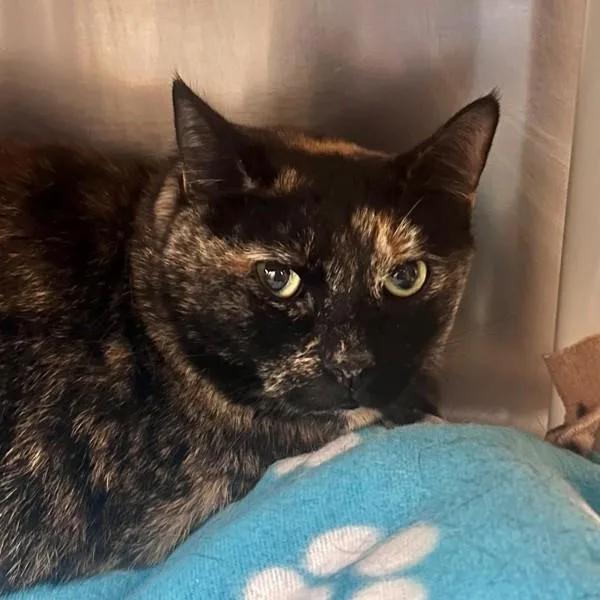 An adult medium-sized female Domestic Short Hair cat named Pilcrow for adoption in Walnut Creek, CA